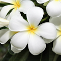 White Plumeria Cutting – 9–12 inch Unrooted Stem – Hawaiian Plumeria Cutting for Tropical Garden or Container Growing