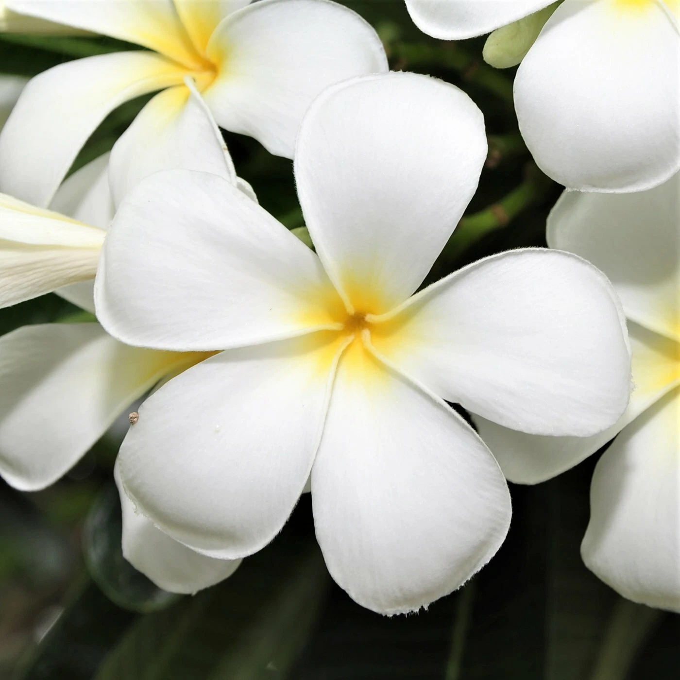 White Plumeria Cutting – 9–12 inch Unrooted Stem – Hawaiian Plumeria Cutting for Tropical Garden or Container Growing