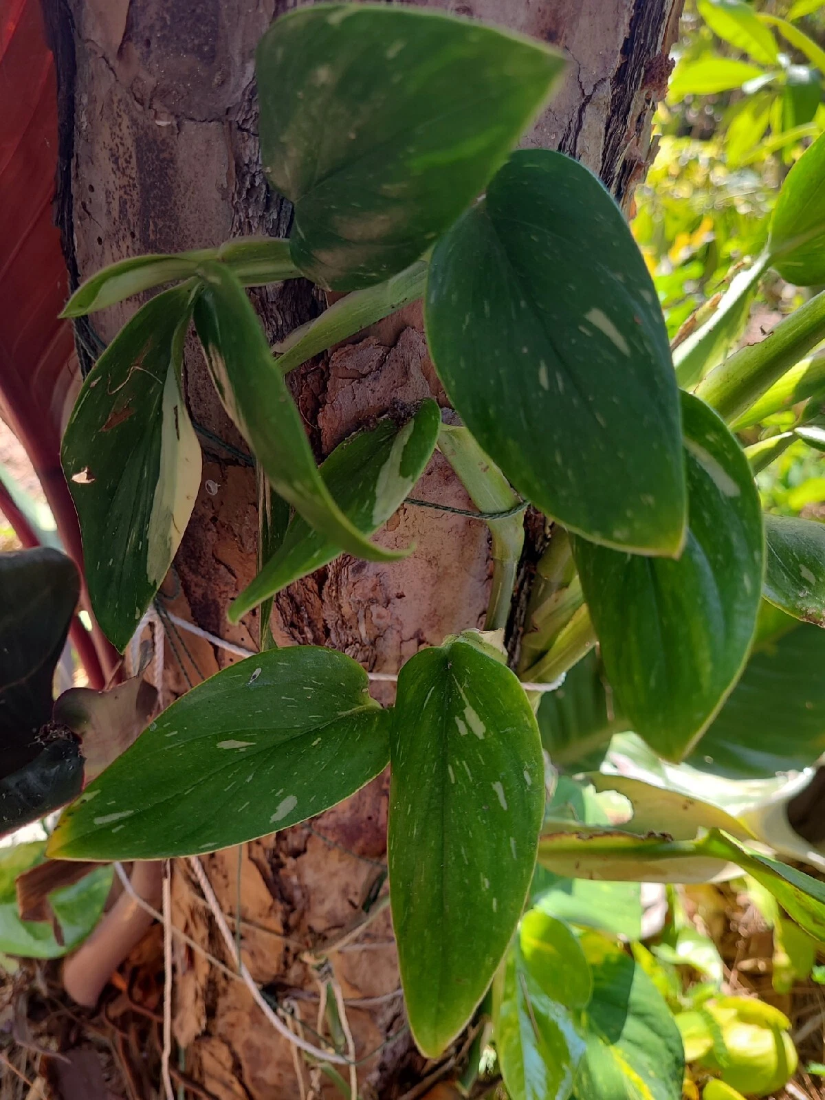 Monstera standleyana Variegated Cutting – 1 Fresh Node | Philodendron Cobra Variegated Aroid Cutting