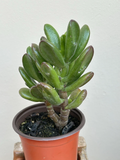 Ogre Ears Jade Plant Succulent Cuttings with Roots – Live Crassula ovata Gollum for Indoor Outdoor Growing
