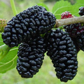 Black Mulberry Cuttings – 3 Pack Morus nigra Hardwood Cuttings for Rooting or Grafting, Live Fruit Tree Propagation Wood