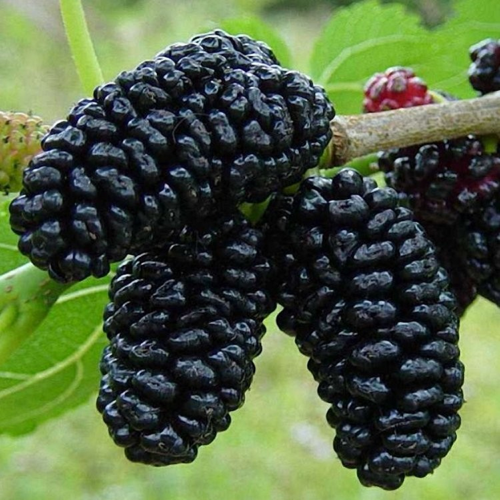 Black Mulberry Cuttings – 3 Pack Morus nigra Hardwood Cuttings for Rooting or Grafting, Live Fruit Tree Propagation Wood