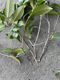 Camellia Japonica Cuttings – 4 Fresh Cuttings Pink & White for Propagation, Japanese Camellia Shrub