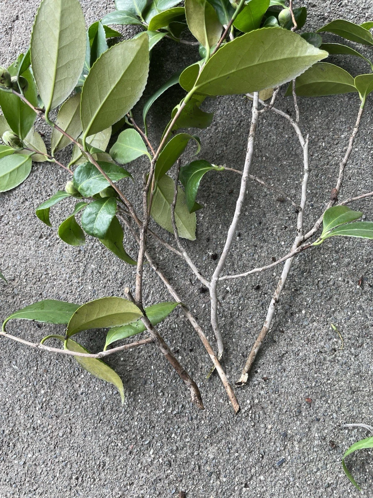 Camellia Japonica Cuttings – 4 Fresh Cuttings Pink & White for Propagation, Japanese Camellia Shrub