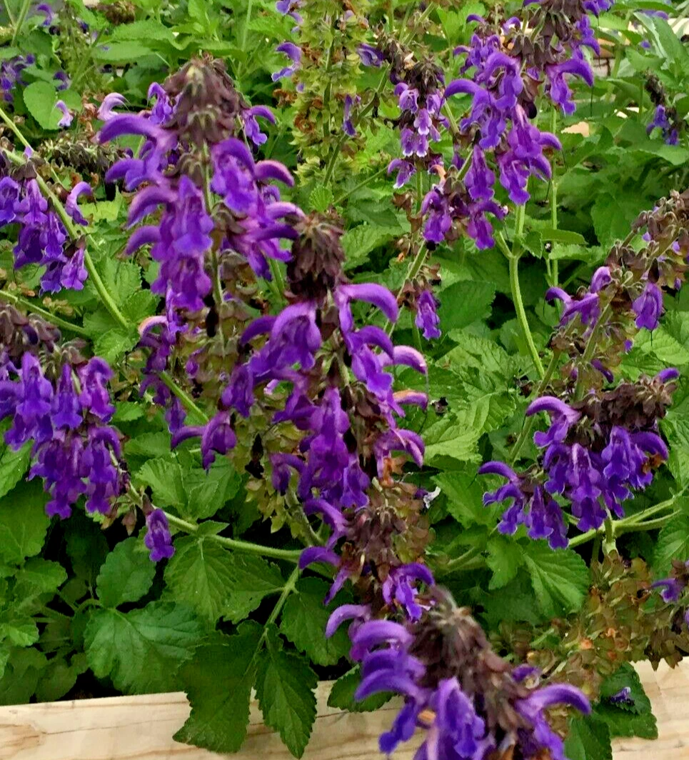 Dan Shen Sage Live Starter Plant – Salvia miltiorrhiza 3" Pot – Hardy Perennial Sage Plant