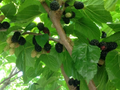 Black Mulberry ‘Shangri-La’ Cuttings – 10 Unrooted Tree Cuttings – Cold Hardy Zone 6 Fruit Tree