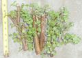 Jade Bonsai Cuttings – 5 Portulacaria afra Cuttings with Cork Bark, Elephant Bush Succulent for Propagation