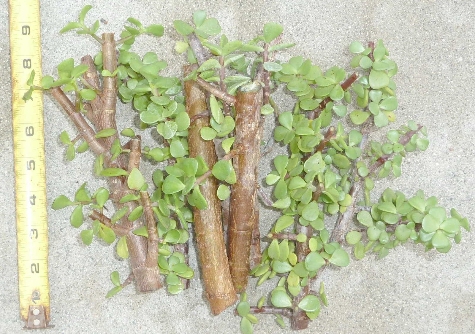 Jade Bonsai Cuttings – 5 Portulacaria afra Cuttings with Cork Bark, Elephant Bush Succulent for Propagation