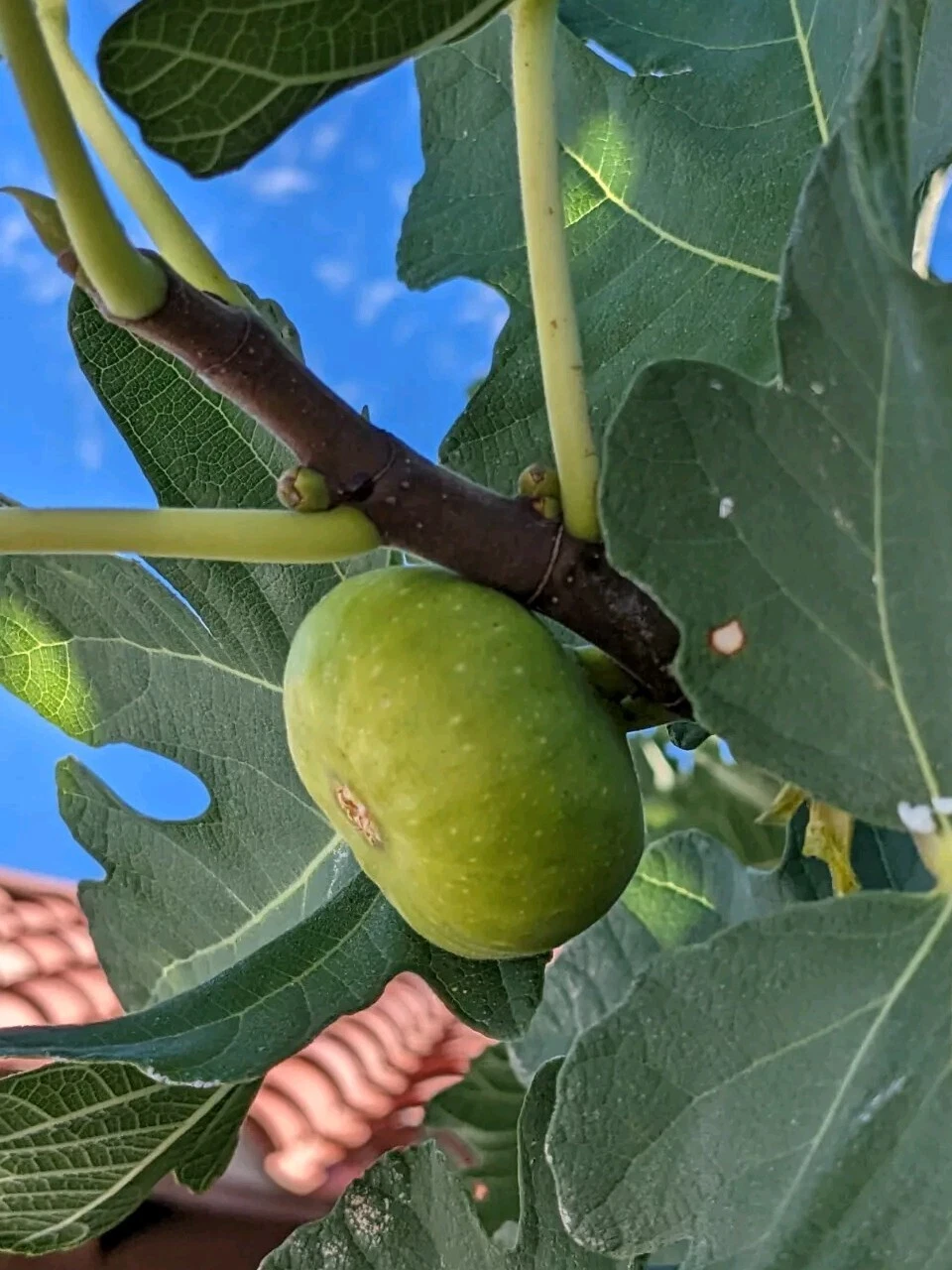 Green Turkish Fig Tree Cuttings – 10 Fresh Cuttings for Grafting or Rooting, Ficus carica