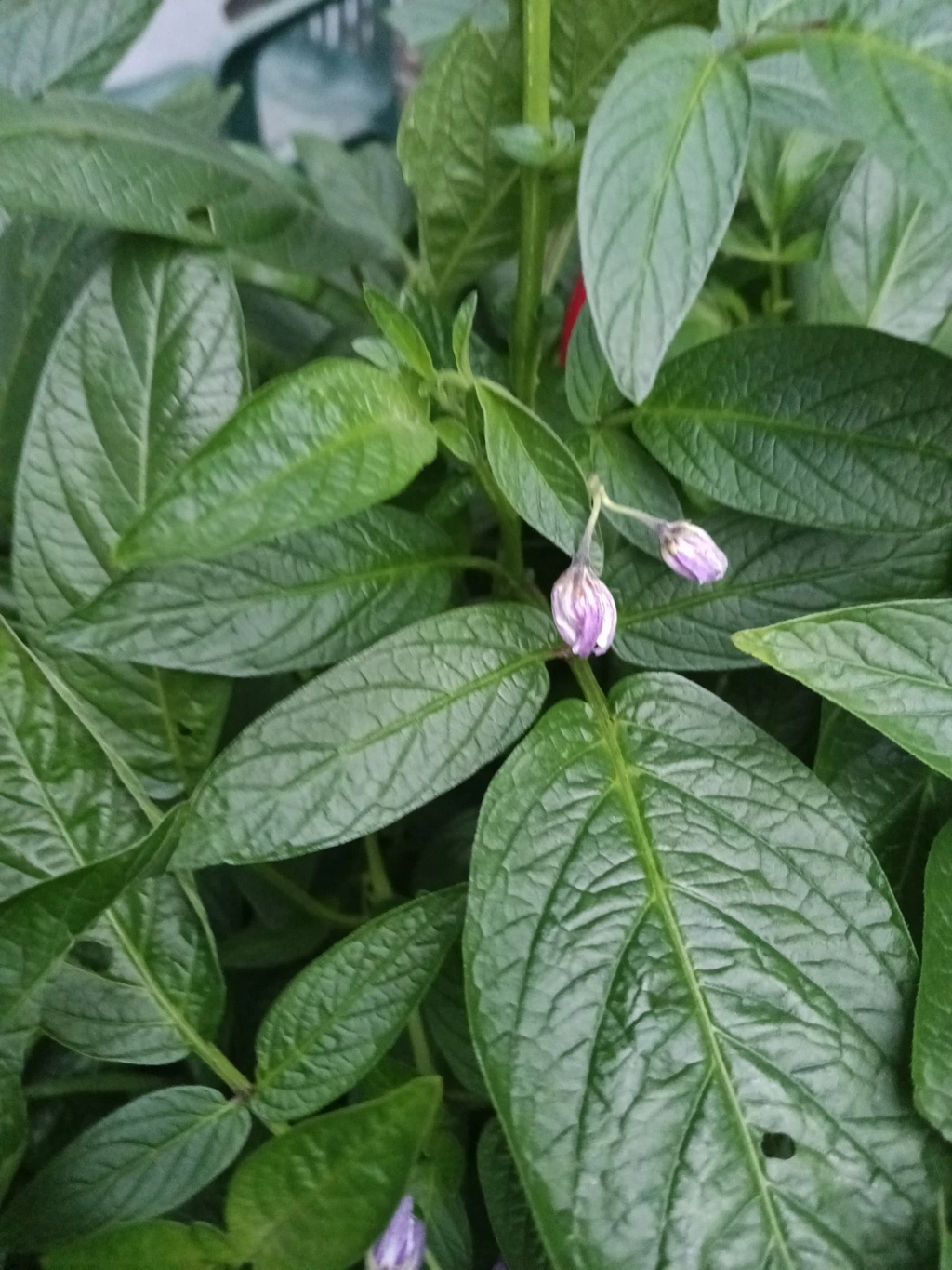 Pepino Melon Live Stem Cuttings – Solanum muricatum Cuttings for Planting, Fruit Plant Propagation