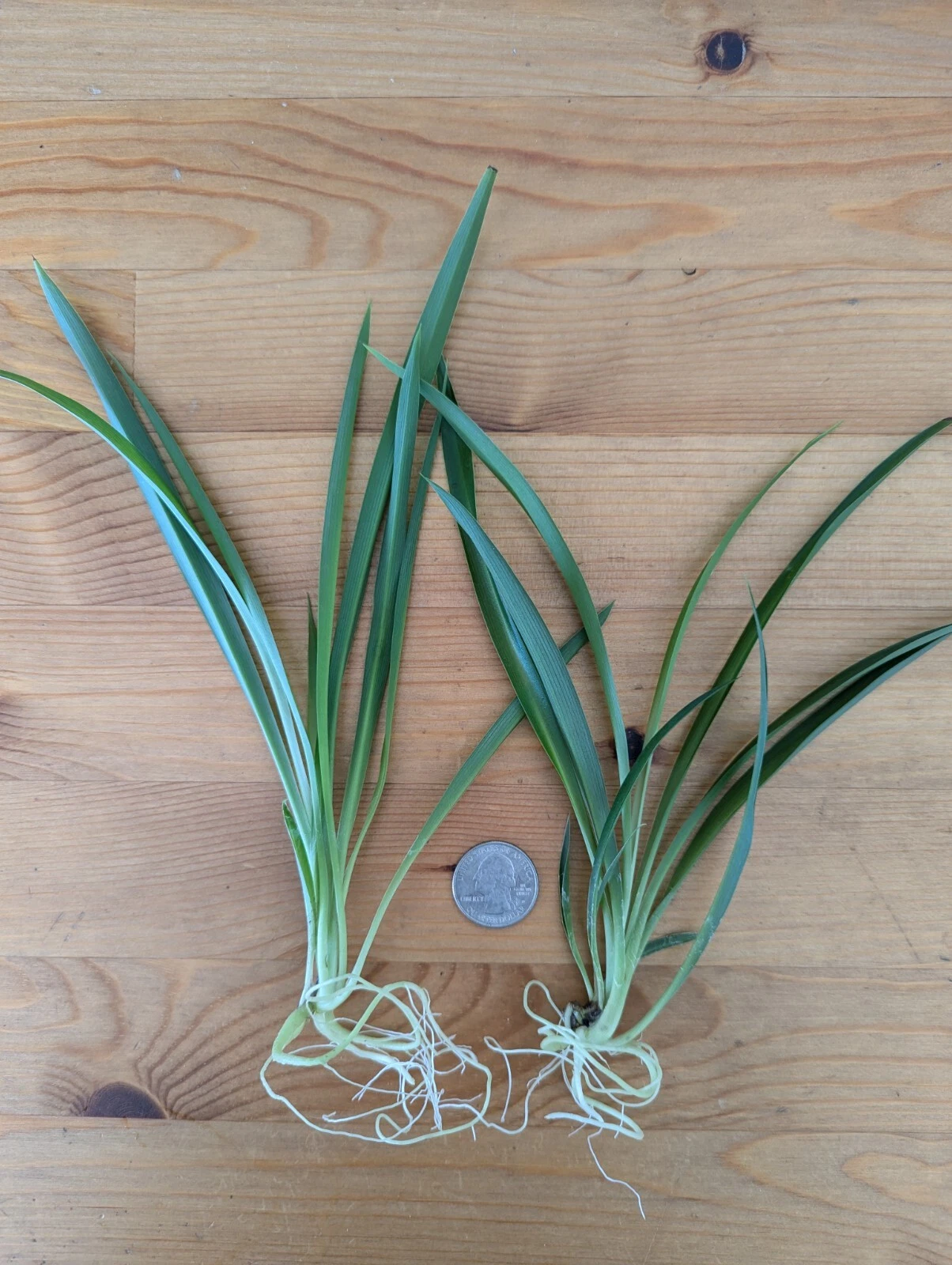 Green Spider Plant Live Cuttings – 5 Rooted Non-Variegated Pups, Chlorophytum comosum Houseplant Starters