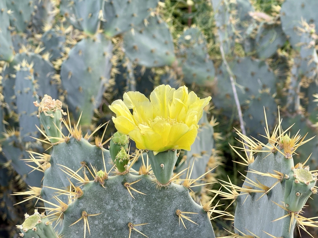 Opuntia Engelmannii Cactus Cutting – 1 Prickly Pear Paddle 7–8 Inch for Planting, Yellow Flower Variety
