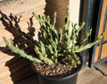 Thornberi Cholla Cactus Cutting – 1 Live Cylindropuntia Acanthocarpa Var. Thornberi, Desert Hardy Cactus for Garden & Pots