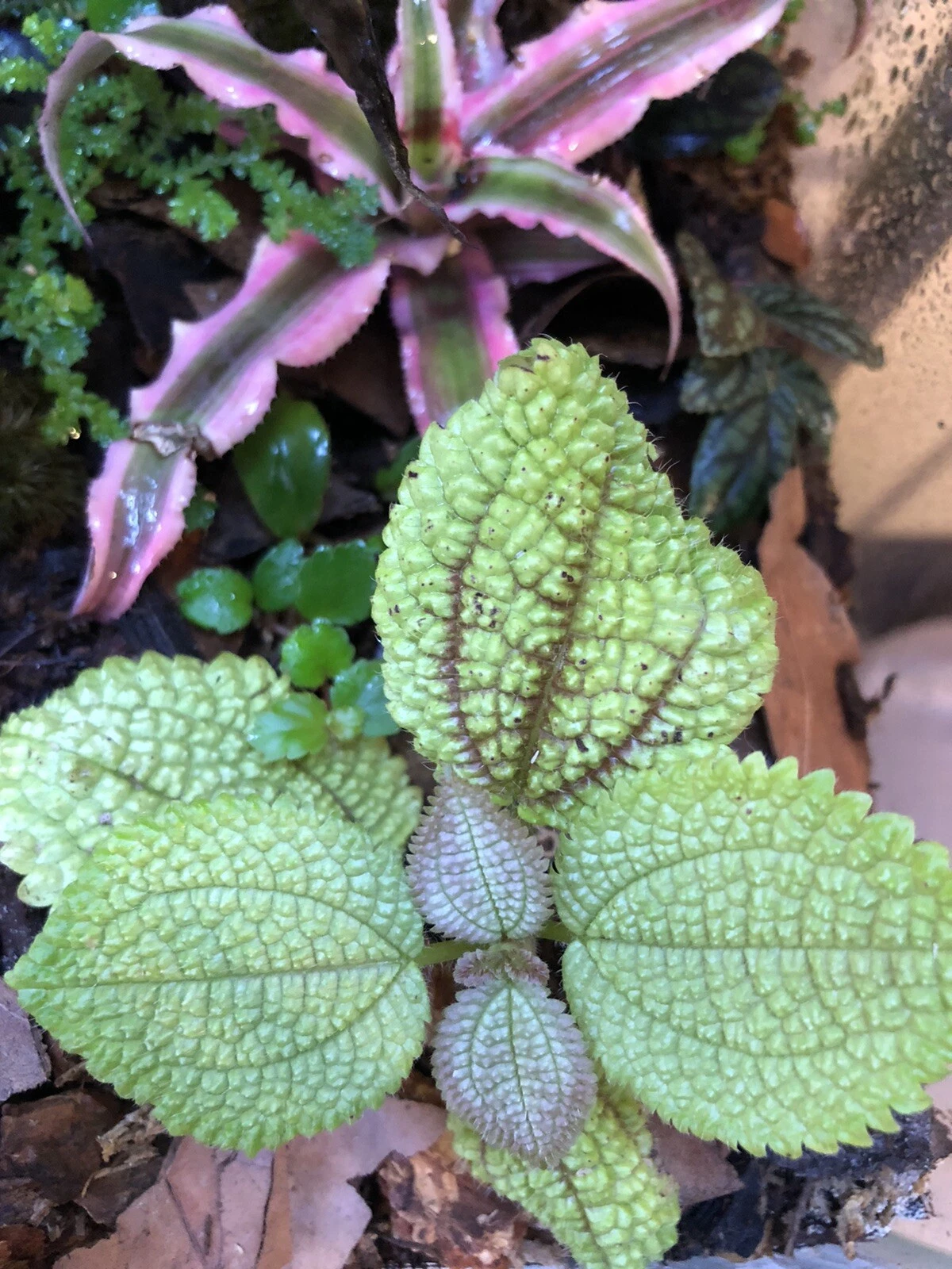 Moon Valley Pilea Mollis Cutting Plantlet – Textured Green Foliage for Terrarium or Indoor Growing