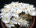 Lithops karasmontana Living Stone Seeds – 50 Rare Pebble Plant Cactus Succulent Seeds, Exotic Mini Rock Garden Variety
