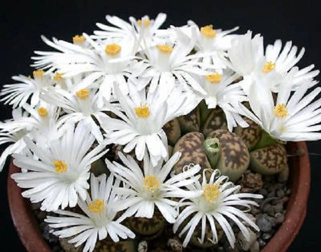 Lithops karasmontana Living Stone Seeds – 50 Rare Pebble Plant Cactus Succulent Seeds, Exotic Mini Rock Garden Variety