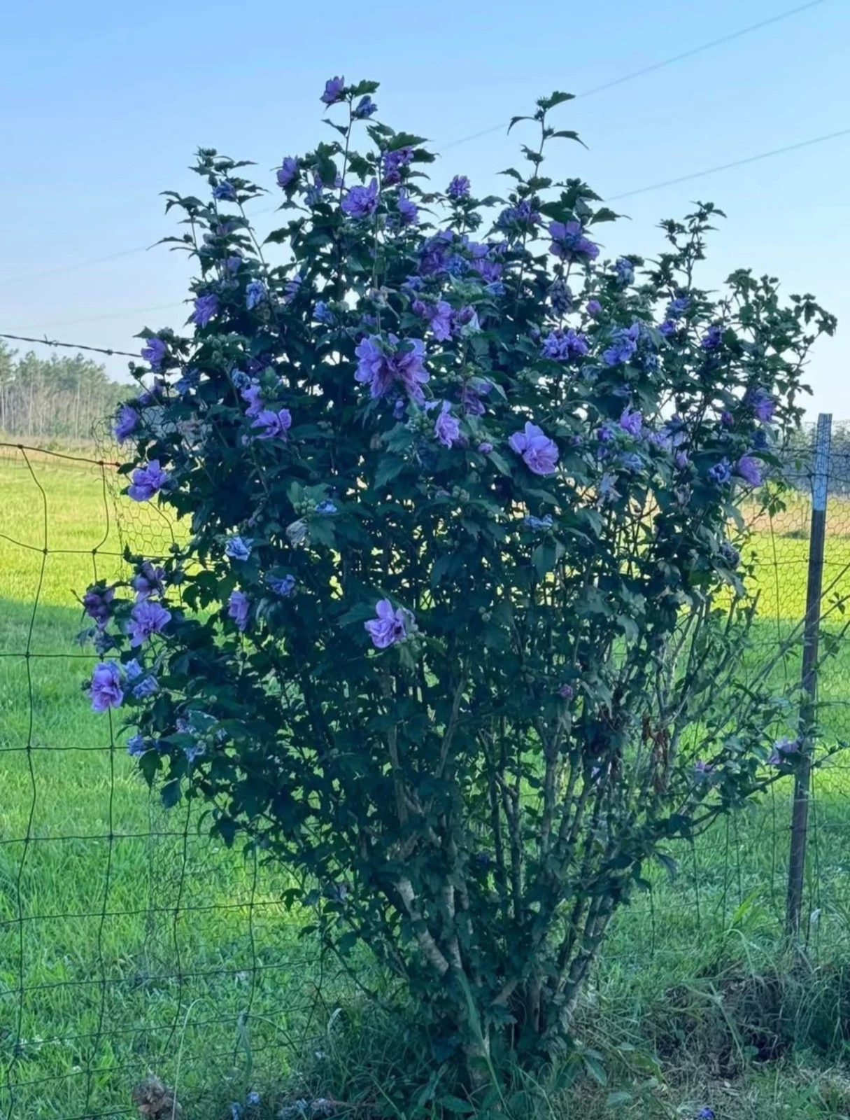 Blue Double Rose of Sharon Cuttings – Rooted Hardy Hibiscus / Confederate Rose Starter Plants – Live Garden Shrubs