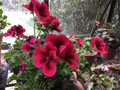 Martha Washington Geranium Cuttings – 6 Pelargonium Regal Mix Stems for Rooting, Colorful Garden Variety