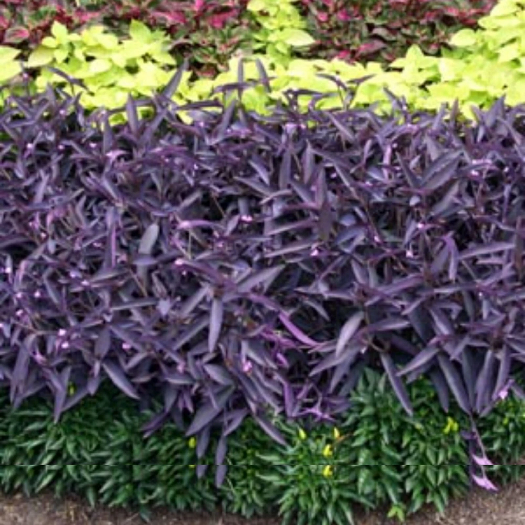 Wandering Jew Cuttings – 10 Live Purple Tradescantia Cuttings, Easy-Rooting Trailing Plant for Hanging Baskets & Indoor Pots