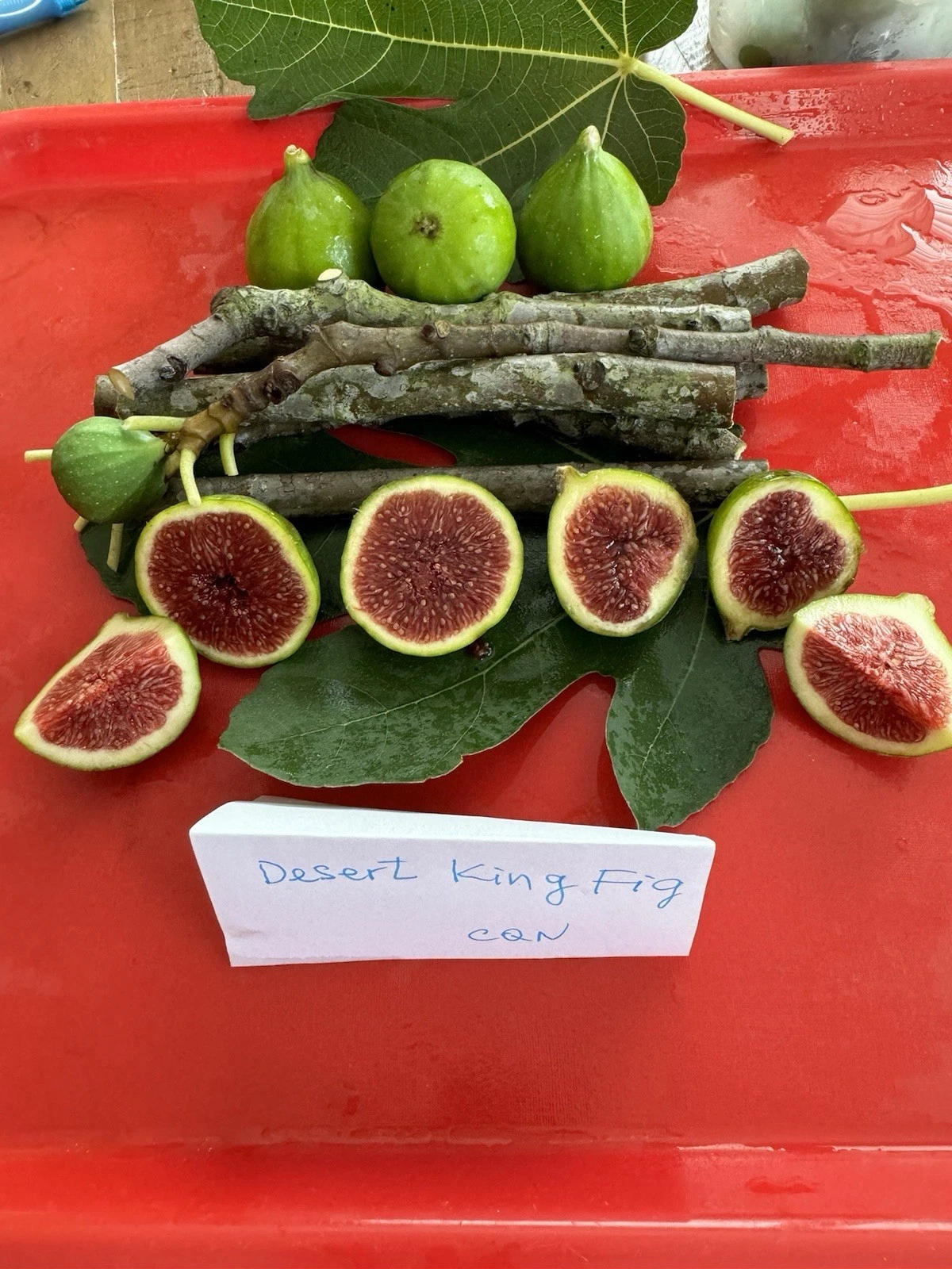 Desert King Fig Cuttings – 3 Unrooted Pieces – Ficus carica Tree Starter for Planting
