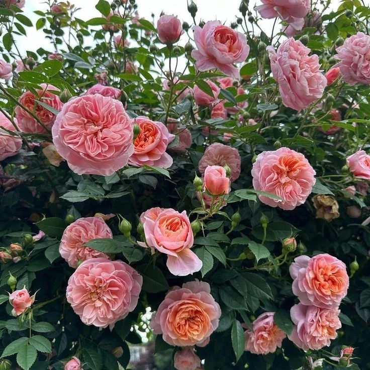 Colette Climbing Rose Cuttings – 6 Live Unrooted Rosa Cuttings for Propagation and Garden Planting