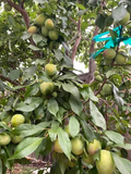 Grenade Pluot Scion Cuttings – Prunus Plum x Apricot Hybrid Wood for Grafting or Propagation
