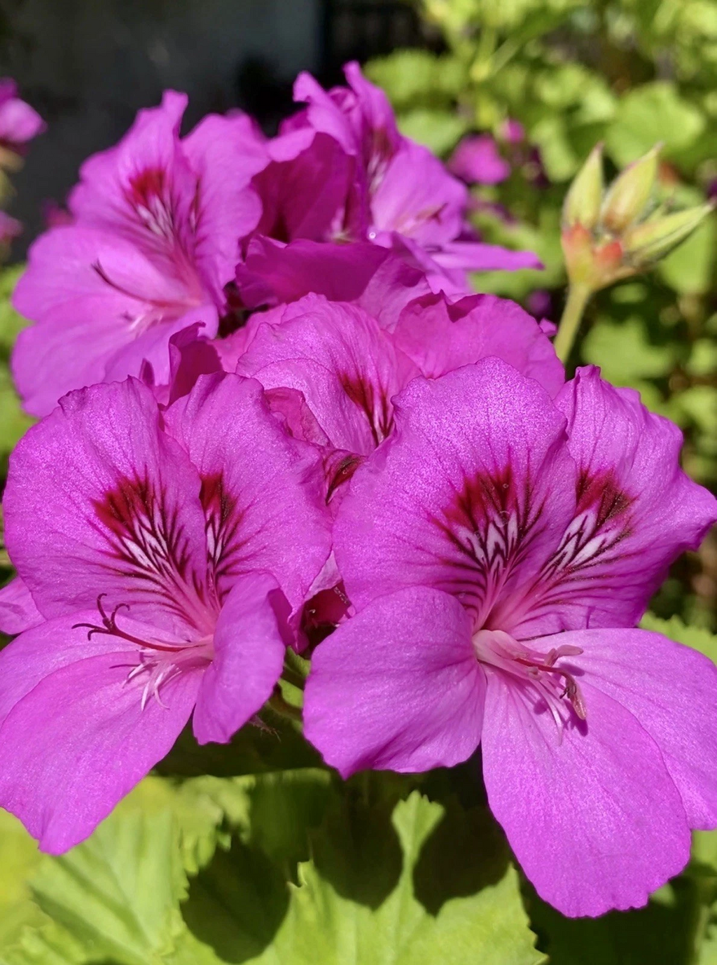 Pink Purple Geranium Cuttings for Planting – 5 Fresh Pelargonium Stems, Unrooted Flowering Plant Cuttings