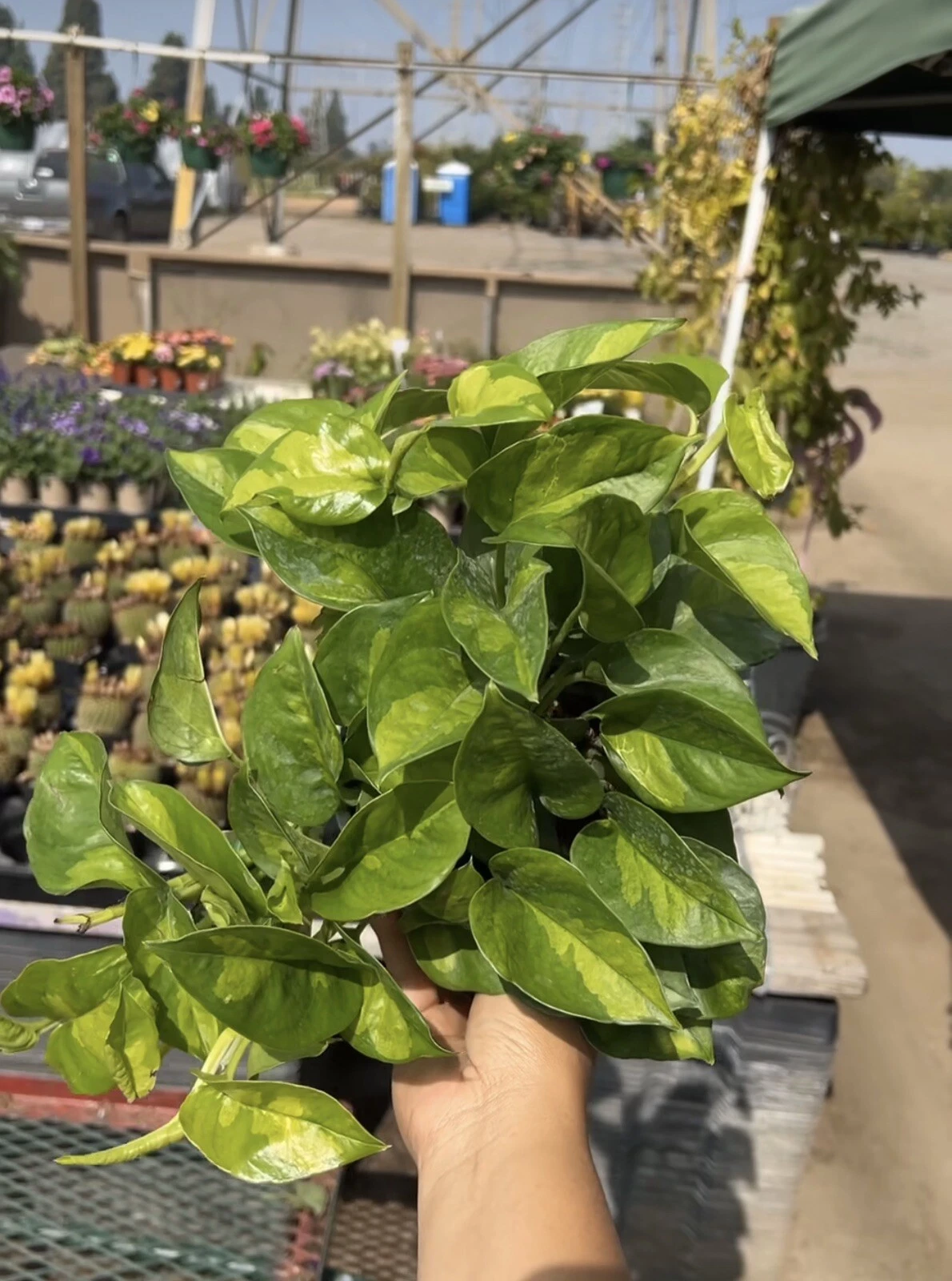 Global Green Epipremnum Cuttings – 3 Unrooted Vine Pieces – Indoor Outdoor Pothos Starter