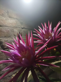 Dragon Fruit Cuttings – 10 Live 8–14 Inch Pitaya Cactus Cuttings for Planting and Propagation