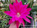 Epiphyllum Jeanette Davis Latimer Orchid Cactus Cuttings – Unrooted 8–10 Inch Pieces