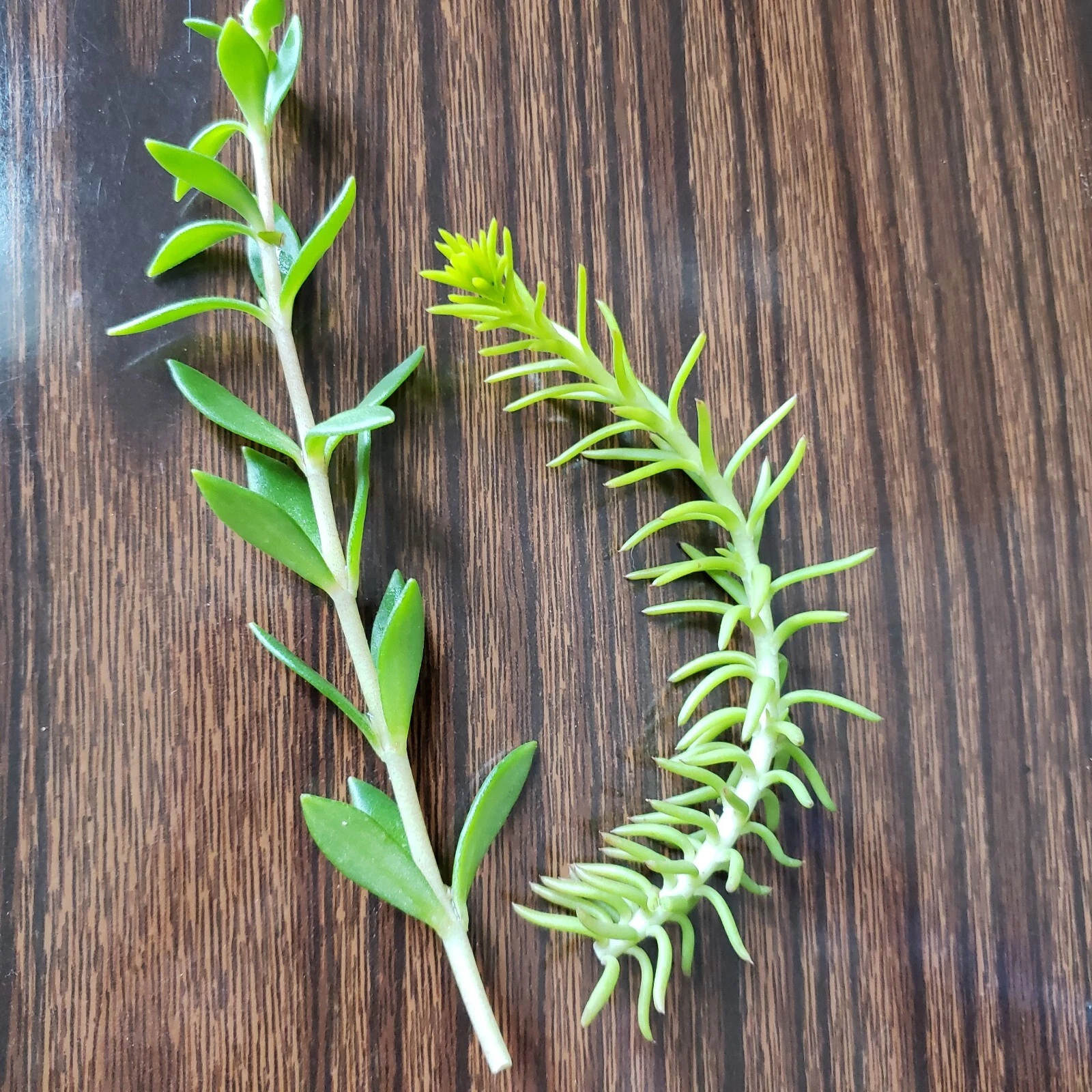 50 Sedum Cuttings – Rupestre Angelina & Sarmentosum Stonecrop | Mixed Succulent Starter Pack for Groundcover & Containers