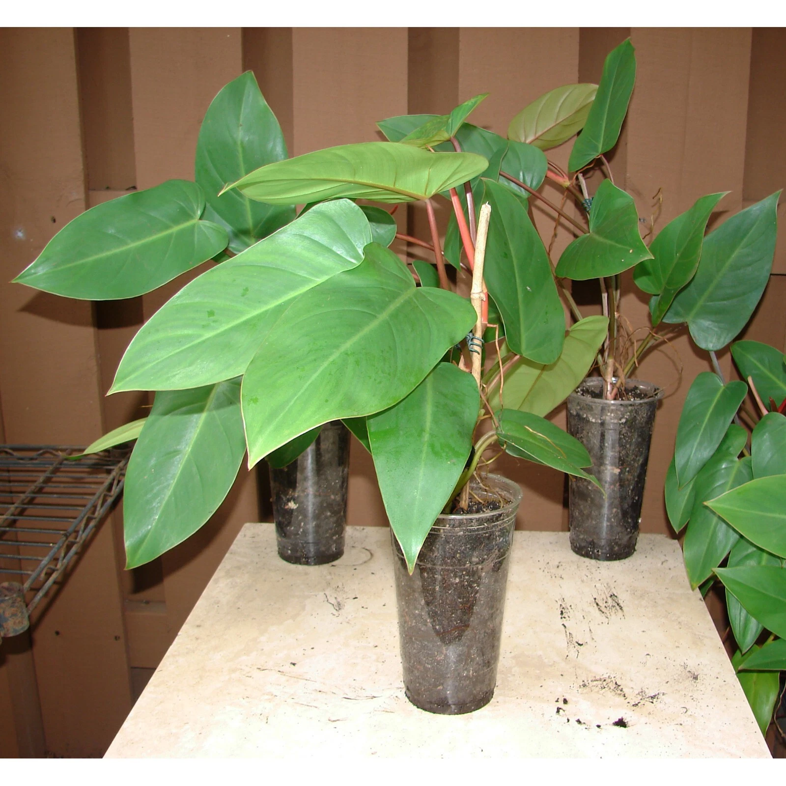 Red Emerald Philodendron Starter Plant – 6" Stem Cutting, Philodendron erubescens, Easy Indoor Vine with Deep Red Stems