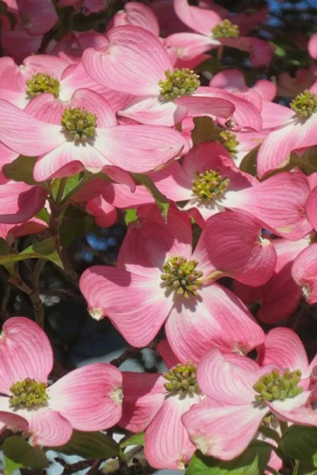 Pink Dogwood Cuttings – 6 Unrooted Tree Cuttings – Heirloom Variety with Deep Pink Blooms