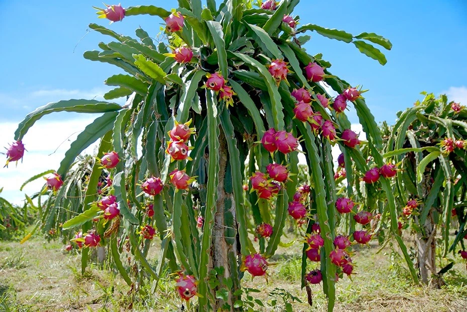 Vietnamese White Dragon Fruit Cuttings – 3 Fresh 12-Inch Pitaya Cuttings for Rooting