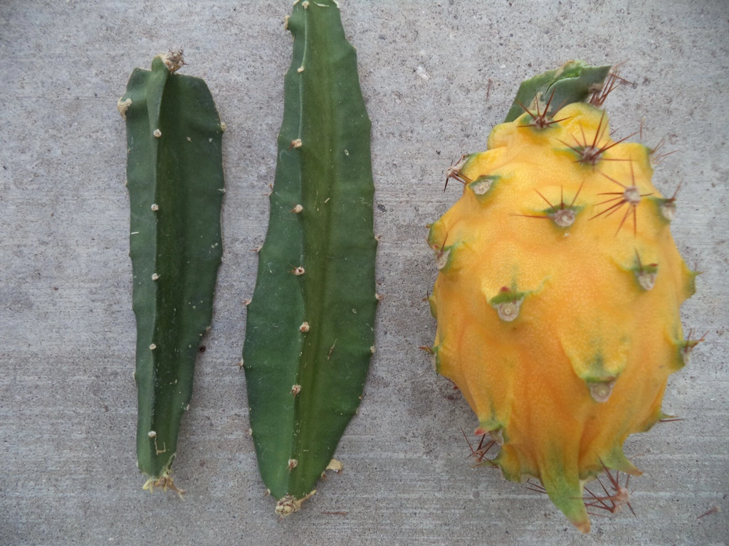 Yellow Dragon Fruit Palora – 3–4in Mature Cutting, Live Selenicereus Megalanthus Starter Stem for Rooting