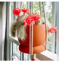 Monkey Tail Cactus Cutting – 8 Inch Middle Segment Hildewintera Colademononis for Rooting
