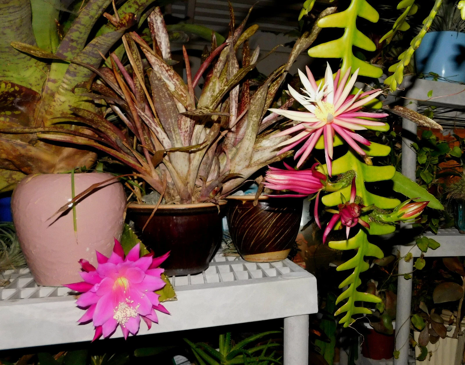 Zig Zag Cactus Cuttings – Cryptocereus (Selenicereus) anthonyanus – 2 Large Live Cuttings for Propagation