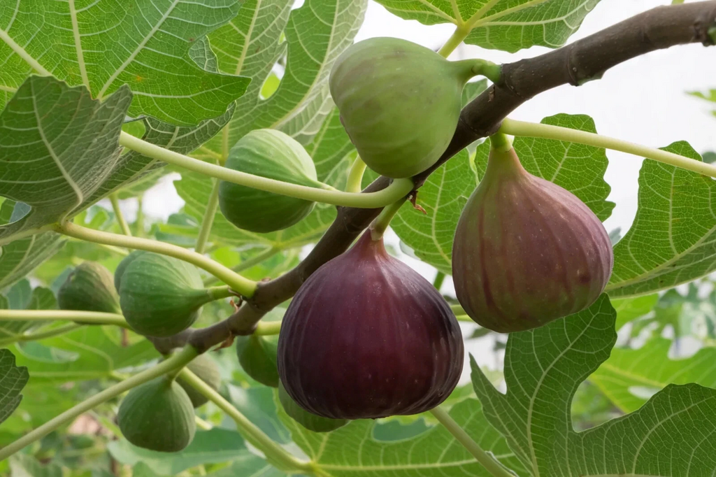 Brown Turkey Fig – 2 Fresh Cuttings for Planting + Willow Water Included – Live Fig Tree Starter Stems for Rooting