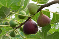 Brown Turkey Fig – 2 Fresh Cuttings for Planting + Willow Water Included – Live Fig Tree Starter Stems for Rooting