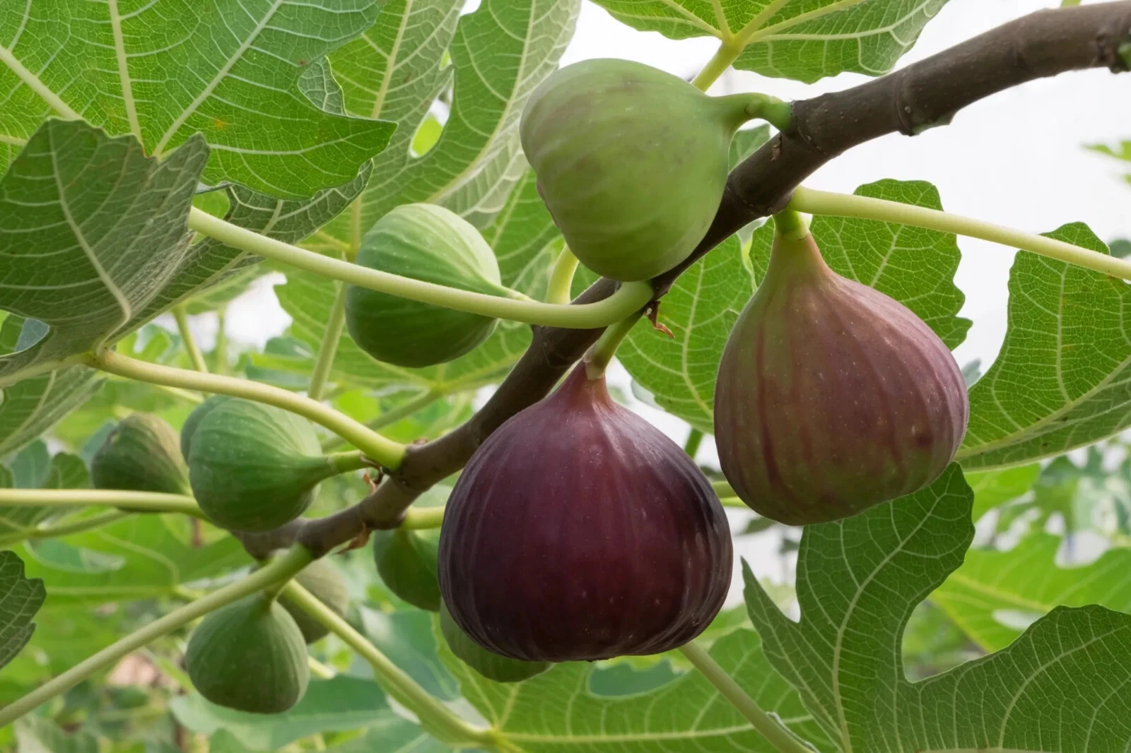 Brown Turkey Fig – 2 Fresh Cuttings for Planting + Willow Water Included – Live Fig Tree Starter Stems for Rooting