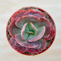 Echeveria Big Red Succulent – Live Rooted Plant – 4 Inch Potted Rosette Houseplant