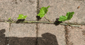 English Ivy Cuttings – 10 Live 6” Hedera helix Vines, Fast-Growing Trailing Plant for Indoors, Pots, and Garden Groundcover
