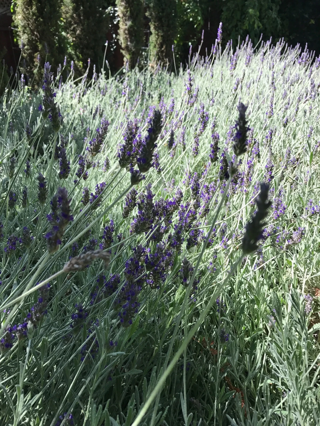 Live Lavender Cuttings – Organic California Grown Lavandula Angustifolia Stems for Rooting