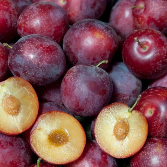 Sweet Pluerry Scion Cuttings – Plum x Cherry Hybrid Prunus Tree Sticks for Grafting or Propagation