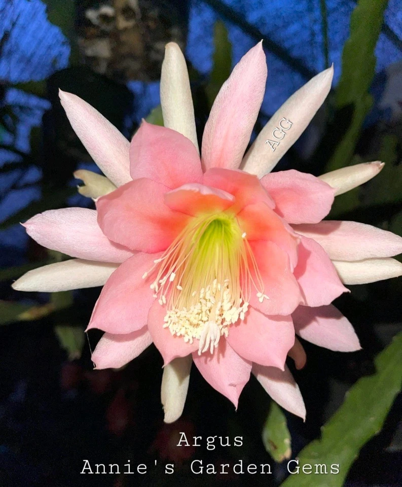 Epiphyllum ‘Argus’ Unrooted Cuttings – Orchid Cactus Live Plant, 8–10 Inch Fresh Starter Cuttings