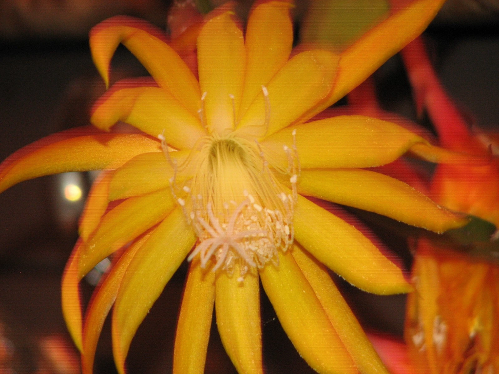 Epiphyllum ‘Frühlings Gold’ Orchid Cactus Cutting – Unrooted Epiphytic Cactus Plant