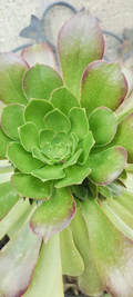 Aeonium Canariense Succulent – 5–6 Inch Large Green Cutting – Live Unrooted Plant Starter