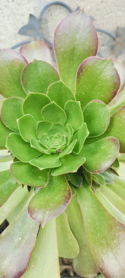 Aeonium Canariense Succulent – 5–6 Inch Large Green Cutting – Live Unrooted Plant Starter