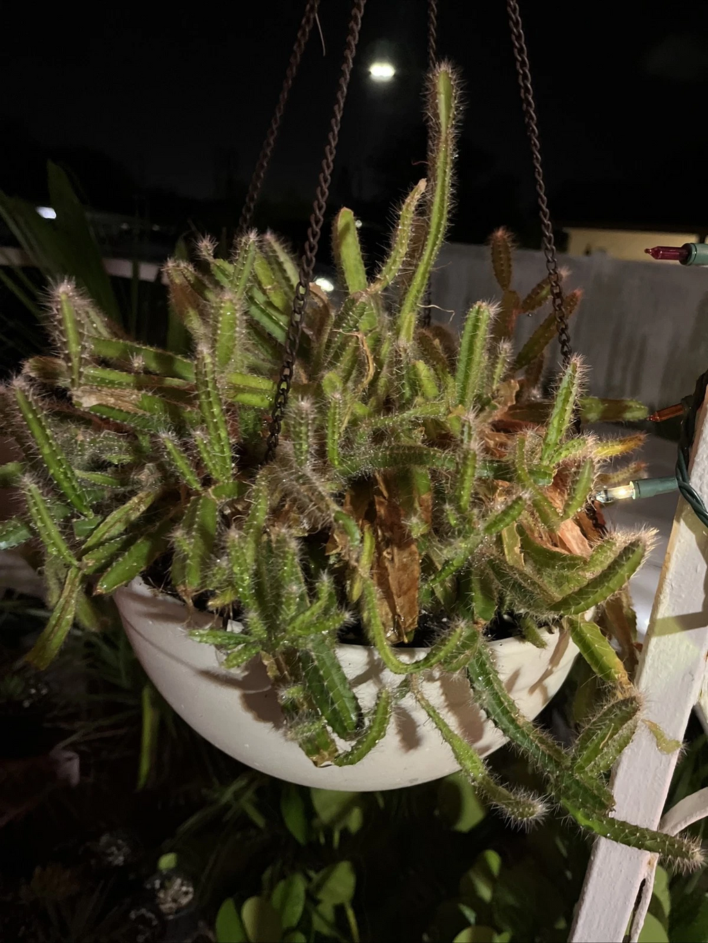 Strophocactus Testudo Dog Tail Cactus – Live Succulent – 2–3 Rooted Pieces 4–6 Inches