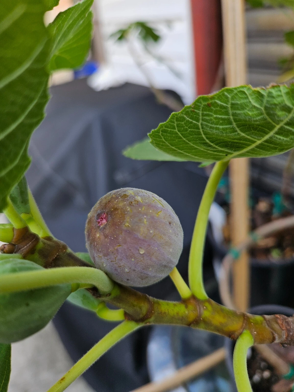 Smith Fig Cuttings – 5 Ficus carica ‘Smith’ Scions for Rooting or Grafting, Fig Tree Propagation